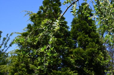  Ilex kusma 'Pendula' (Ağlayan Yaon Holly) çiçekleri. Dioecious Aquifoliaceae hep yeşil çalı. Küçük beyaz çiçekler yazın başlarında açar..