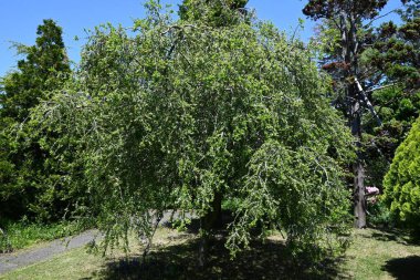  Ilex kusma 'Pendula' (Ağlayan Yaon Holly) çiçekleri. Dioecious Aquifoliaceae hep yeşil çalı. Küçük beyaz çiçekler yazın başlarında açar..