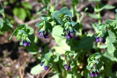 Büyük (Honeywort) çiçekleri. Avrupa 'ya özgü Boraginaceae ailesinin yıllık bitkileri. Nisan veya Haziran aylarında aşağı bakan borumsu mor çiçekler üretir..