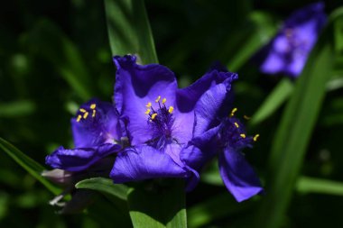  Tradescantia virginiana (Virginia örümcek otu) çiçekleri. Commelinaceae daimi bitkileri. Üç yapraklı mor çiçekler Haziran 'dan Eylül' e kadar açar.