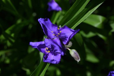  Tradescantia virginiana (Virginia örümcek otu) çiçekleri. Commelinaceae daimi bitkileri. Üç yapraklı mor çiçekler Haziran 'dan Eylül' e kadar açar.