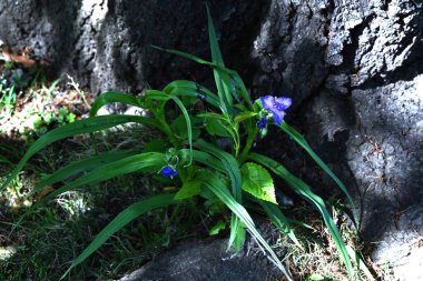  Tradescantia virginiana (Virginia örümcek otu) çiçekleri. Commelinaceae daimi bitkileri. Üç yapraklı mor çiçekler Haziran 'dan Eylül' e kadar açar.