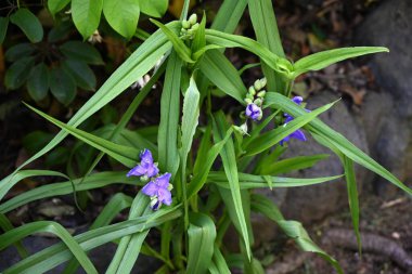  Tradescantia virginiana (Virginia örümcek otu) çiçekleri. Commelinaceae daimi bitkileri. Üç yapraklı mor çiçekler Haziran 'dan Eylül' e kadar açar.