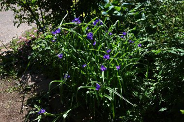  Tradescantia virginiana (Virginia örümcek otu) çiçekleri. Commelinaceae daimi bitkileri. Üç yapraklı mor çiçekler Haziran 'dan Eylül' e kadar açar.