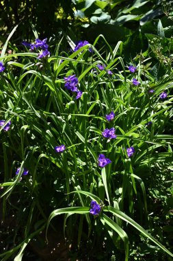  Tradescantia virginiana (Virginia örümcek otu) çiçekleri. Commelinaceae daimi bitkileri. Üç yapraklı mor çiçekler Haziran 'dan Eylül' e kadar açar.