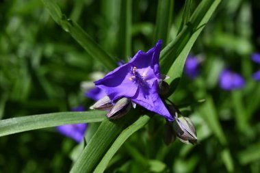  Tradescantia virginiana (Virginia örümcek otu) çiçekleri. Commelinaceae daimi bitkileri. Üç yapraklı mor çiçekler Haziran 'dan Eylül' e kadar açar.