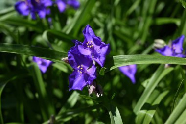  Tradescantia virginiana (Virginia örümcek otu) çiçekleri. Commelinaceae daimi bitkileri. Üç yapraklı mor çiçekler Haziran 'dan Eylül' e kadar açar.