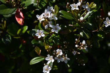 Rhaphiolepis indica (Yeddo hawthorn) çiçekleri. Rosaceae her zaman yeşildir. Sıcak bölgelerde kıyıya yakın yerlerde yetişir ve yazın başında güzel kokulu beş yapraklı çiçekler açar..