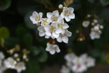 Rhaphiolepis indica (Yeddo hawthorn) çiçekleri. Rosaceae her zaman yeşildir. Sıcak bölgelerde kıyıya yakın yerlerde yetişir ve yazın başında güzel kokulu beş yapraklı çiçekler açar..