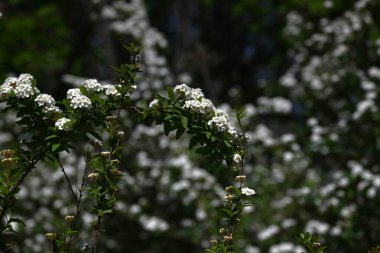 Reeves spirea (Spiraea cantoniensis) çiçekleri. Çin 'e özgü bir Rosaceae yaprak döken çalısı. Küçük beyaz çiçekler yaz başlarında kümelenir..