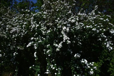 Reeves spirea (Spiraea cantoniensis) çiçekleri. Çin 'e özgü bir Rosaceae yaprak döken çalısı. Küçük beyaz çiçekler yaz başlarında kümelenir..