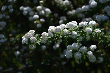 Reeves spirea (Spiraea cantoniensis) çiçekleri. Çin 'e özgü bir Rosaceae yaprak döken çalısı. Küçük beyaz çiçekler yaz başlarında kümelenir..
