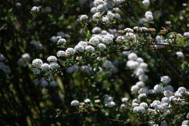 Reeves spirea (Spiraea cantoniensis) çiçekleri. Çin 'e özgü bir Rosaceae yaprak döken çalısı. Küçük beyaz çiçekler yaz başlarında kümelenir..