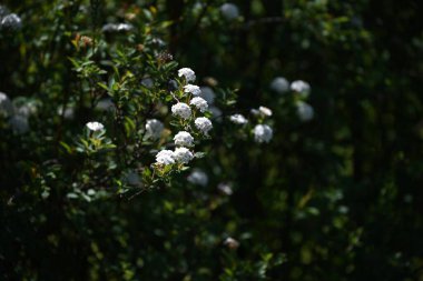 Reeves spirea (Spiraea cantoniensis) çiçekleri. Çin 'e özgü bir Rosaceae yaprak döken çalısı. Küçük beyaz çiçekler yaz başlarında kümelenir..
