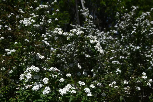 Reeves spirea (Spiraea cantoniensis) çiçekleri. Çin 'e özgü bir Rosaceae yaprak döken çalısı. Küçük beyaz çiçekler yaz başlarında kümelenir..