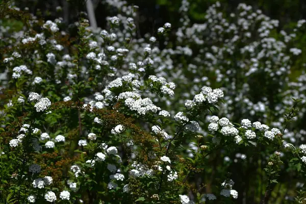 Reeves spirea (Spiraea cantoniensis) çiçekleri. Çin 'e özgü bir Rosaceae yaprak döken çalısı. Küçük beyaz çiçekler yaz başlarında kümelenir..