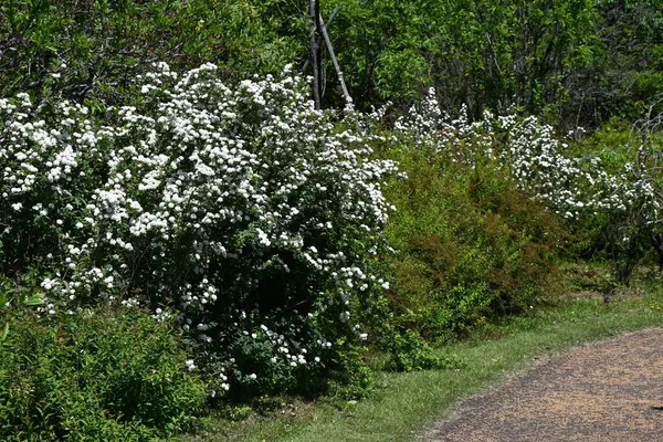 Reeves spirea (Spiraea cantoniensis) çiçekleri. Çin 'e özgü bir Rosaceae yaprak döken çalısı. Küçük beyaz çiçekler yaz başlarında kümelenir..