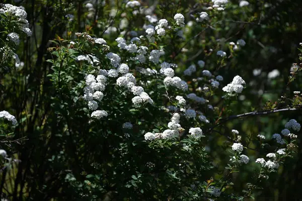 Reeves spirea (Spiraea cantoniensis) çiçekleri. Çin 'e özgü bir Rosaceae yaprak döken çalısı. Küçük beyaz çiçekler yaz başlarında kümelenir..