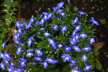  Lobelia erinus çiçekleri. Güney Afrika 'ya özgü Campanulaceae bitkileri. Beş yapraklı mavi çiçekler yazın başlarında panikte açar..