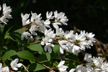 İnce Deutzia (Deutzia gracilis) çiçekleri. Ortanca yaprak döken çalı. Beş yapraklı sayısız beyaz çiçek yazın başlarında bir panikte çiçek açar..