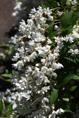 İnce Deutzia (Deutzia gracilis) çiçekleri. Ortanca yaprak döken çalı. Beş yapraklı sayısız beyaz çiçek yazın başlarında bir panikte çiçek açar..