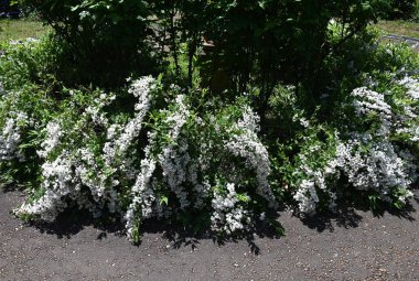 İnce Deutzia (Deutzia gracilis) çiçekleri. Ortanca yaprak döken çalı. Beş yapraklı sayısız beyaz çiçek yazın başlarında bir panikte çiçek açar..
