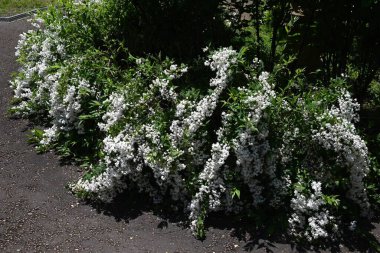 İnce Deutzia (Deutzia gracilis) çiçekleri. Ortanca yaprak döken çalı. Beş yapraklı sayısız beyaz çiçek yazın başlarında bir panikte çiçek açar..