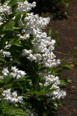 İnce Deutzia (Deutzia gracilis) çiçekleri. Ortanca yaprak döken çalı. Beş yapraklı sayısız beyaz çiçek yazın başlarında bir panikte çiçek açar..