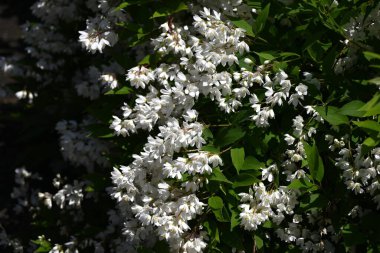 İnce Deutzia (Deutzia gracilis) çiçekleri. Ortanca yaprak döken çalı. Beş yapraklı sayısız beyaz çiçek yazın başlarında bir panikte çiçek açar..