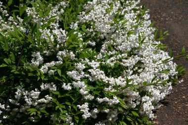 İnce Deutzia (Deutzia gracilis) çiçekleri. Ortanca yaprak döken çalı. Beş yapraklı sayısız beyaz çiçek yazın başlarında bir panikte çiçek açar..