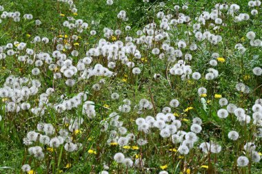 Bahar güneşinde karahindiba tüyü. Karahindibalar, Asteraceae ailesinin uzun ömürlü bitkileridir. Bahar güneşiyle aydınlanan bu bitkileri görmek, tipik bir ilkbahar özelliğidir..