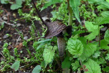 Kobra zambağı Urashima (Arisaema urashima) çiçekleri. Araceae daimi bitkileri. Çiçekler koyu mor bir spadiks ile çevrili ve yaz başında çiçek açıyor..