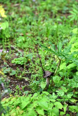 Kobra zambağı Urashima (Arisaema urashima) çiçekleri. Araceae daimi bitkileri. Çiçekler koyu mor bir spadiks ile çevrili ve yaz başında çiçek açıyor..