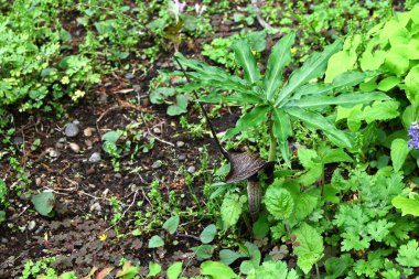 Kobra zambağı Urashima (Arisaema urashima) çiçekleri. Araceae daimi bitkileri. Çiçekler koyu mor bir spadiks ile çevrili ve yaz başında çiçek açıyor..