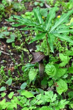 Kobra zambağı Urashima (Arisaema urashima) çiçekleri. Araceae daimi bitkileri. Çiçekler koyu mor bir spadiks ile çevrili ve yaz başında çiçek açıyor..
