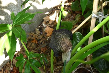 Kobra zambağı Urashima (Arisaema urashima) çiçekleri. Araceae daimi bitkileri. Çiçekler koyu mor bir spadiks ile çevrili ve yaz başında çiçek açıyor..