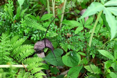 Kobra zambağı Urashima (Arisaema urashima) çiçekleri. Araceae daimi bitkileri. Çiçekler koyu mor bir spadiks ile çevrili ve yaz başında çiçek açıyor..