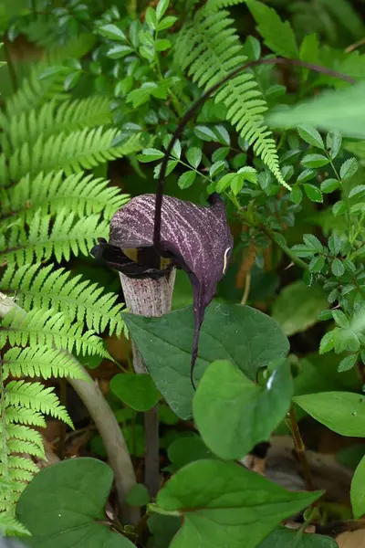 Kobra zambağı Urashima (Arisaema urashima) çiçekleri. Araceae daimi bitkileri. Çiçekler koyu mor bir spadiks ile çevrili ve yaz başında çiçek açıyor..