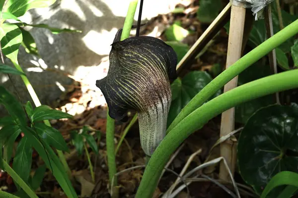 Kobra zambağı Urashima (Arisaema urashima) çiçekleri. Araceae daimi bitkileri. Çiçekler koyu mor bir spadiks ile çevrili ve yaz başında çiçek açıyor..