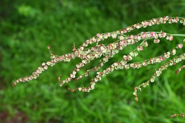 Yaygın kuş (Rumex asetosa) çiçekleri. Polydonaceae daimi bitkileri. Yazın başında kırmızımsı bir renk açan soluk yeşil çiçekler. Yenilebilir ve tıbbi.