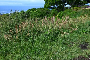 Yaygın kuş (Rumex asetosa) çiçekleri. Polydonaceae daimi bitkileri. Yazın başında kırmızımsı bir renk açan soluk yeşil çiçekler. Yenilebilir ve tıbbi.
