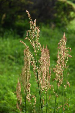 Yaygın kuş (Rumex asetosa) çiçekleri. Polydonaceae daimi bitkileri. Yazın başında kırmızımsı bir renk açan soluk yeşil çiçekler. Yenilebilir ve tıbbi.