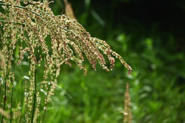 Yaygın kuş (Rumex asetosa) çiçekleri. Polydonaceae daimi bitkileri. Yazın başında kırmızımsı bir renk açan soluk yeşil çiçekler. Yenilebilir ve tıbbi.