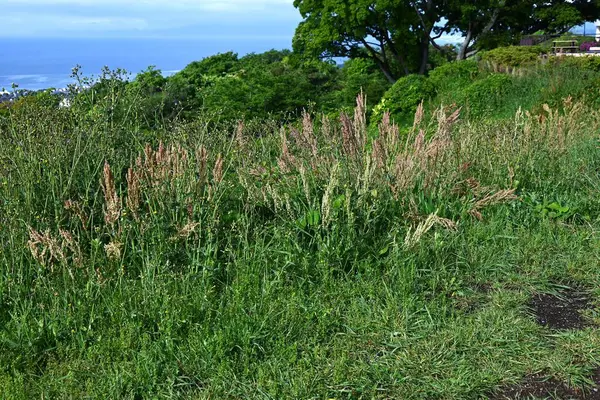 Yaygın kuş (Rumex asetosa) çiçekleri. Polydonaceae daimi bitkileri. Yazın başında kırmızımsı bir renk açan soluk yeşil çiçekler. Yenilebilir ve tıbbi.