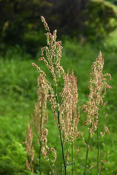 Yaygın kuş (Rumex asetosa) çiçekleri. Polydonaceae daimi bitkileri. Yazın başında kırmızımsı bir renk açan soluk yeşil çiçekler. Yenilebilir ve tıbbi.