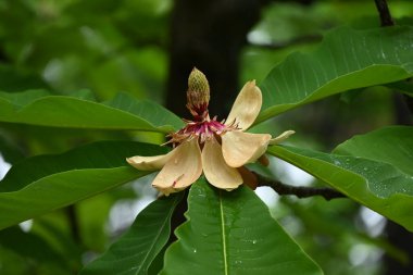 Japon büyük yapraklı manolyası (Magnolia obovata) çiçekleri. Magnoliaceae yapraklı ağacı. Yukarıya bakan büyük çiçekler yazın başlarında açar..