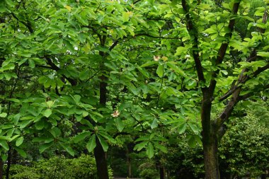Japon büyük yapraklı manolyası (Magnolia obovata) çiçekleri. Magnoliaceae yapraklı ağacı. Yukarıya bakan büyük çiçekler yazın başlarında açar..