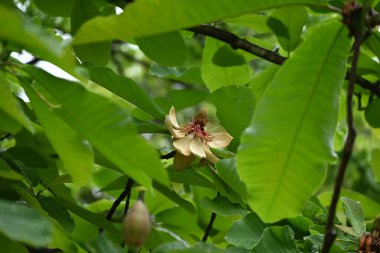 Japon büyük yapraklı manolyası (Magnolia obovata) çiçekleri. Magnoliaceae yapraklı ağacı. Yukarıya bakan büyük çiçekler yazın başlarında açar..