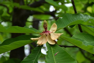 Japon büyük yapraklı manolyası (Magnolia obovata) çiçekleri. Magnoliaceae yapraklı ağacı. Yukarıya bakan büyük çiçekler yazın başlarında açar..