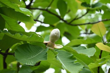 Japon büyük yapraklı manolyası (Magnolia obovata) çiçekleri. Magnoliaceae yapraklı ağacı. Yukarıya bakan büyük çiçekler yazın başlarında açar..